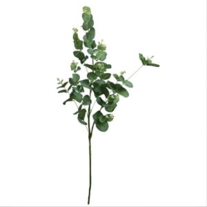 Eucalyptus 00-14553