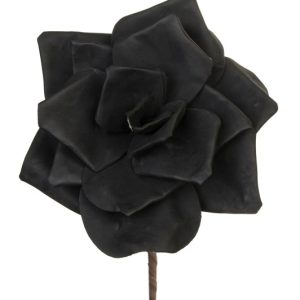 Black flower 1695