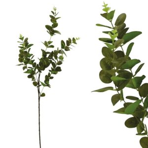 Brunch Eucalyptus 1866-1