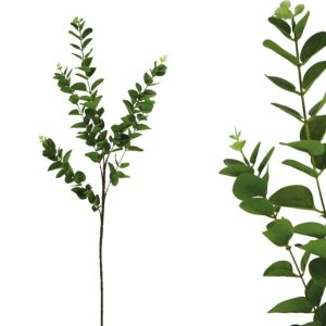 Brunch Eucalyptus 1866-4