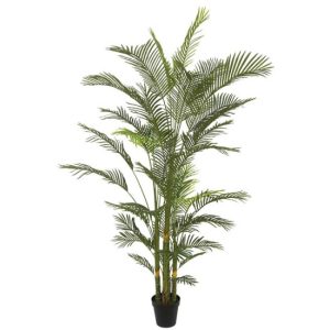 Palm tree Kentia 21025