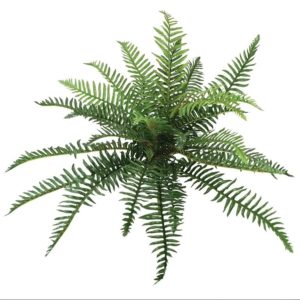 Giant hanging fern root 00-70037 (2203)
