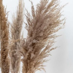 Branch Feather In The Wind