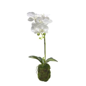 Orchid Plant (94376-1)
